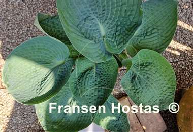 Hosta Abiqua Drinking Gourd